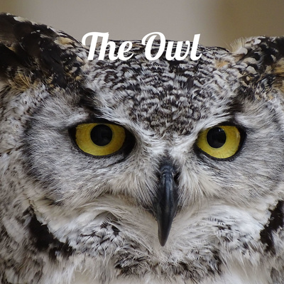 Inaugural Owl Podcast Published