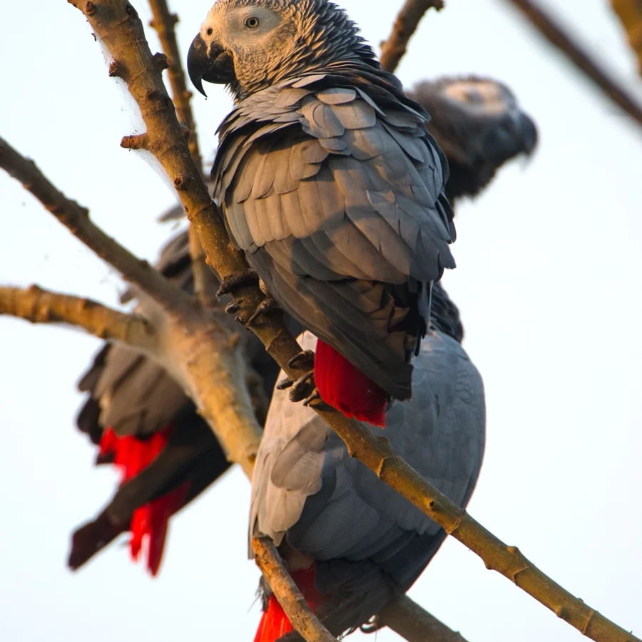 Why are African Grey Parrots Disappearing from the Wild...