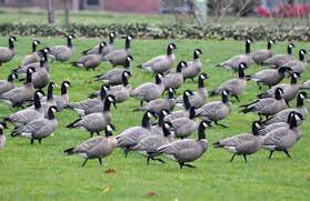 Why You Would Lose to a Gaggle of Geese