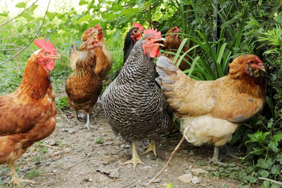 Top Chicken Breeds for Backyard Keeping
