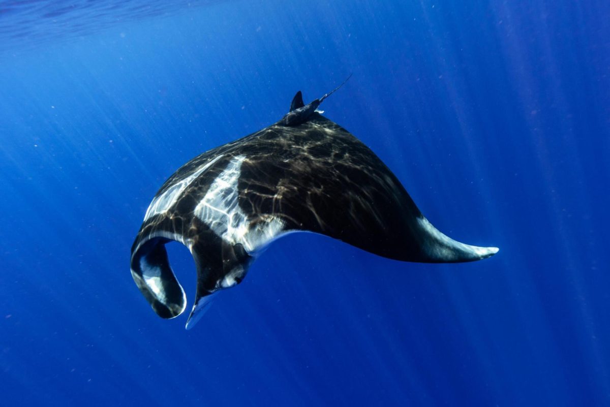 Rays blanket the ocean floor