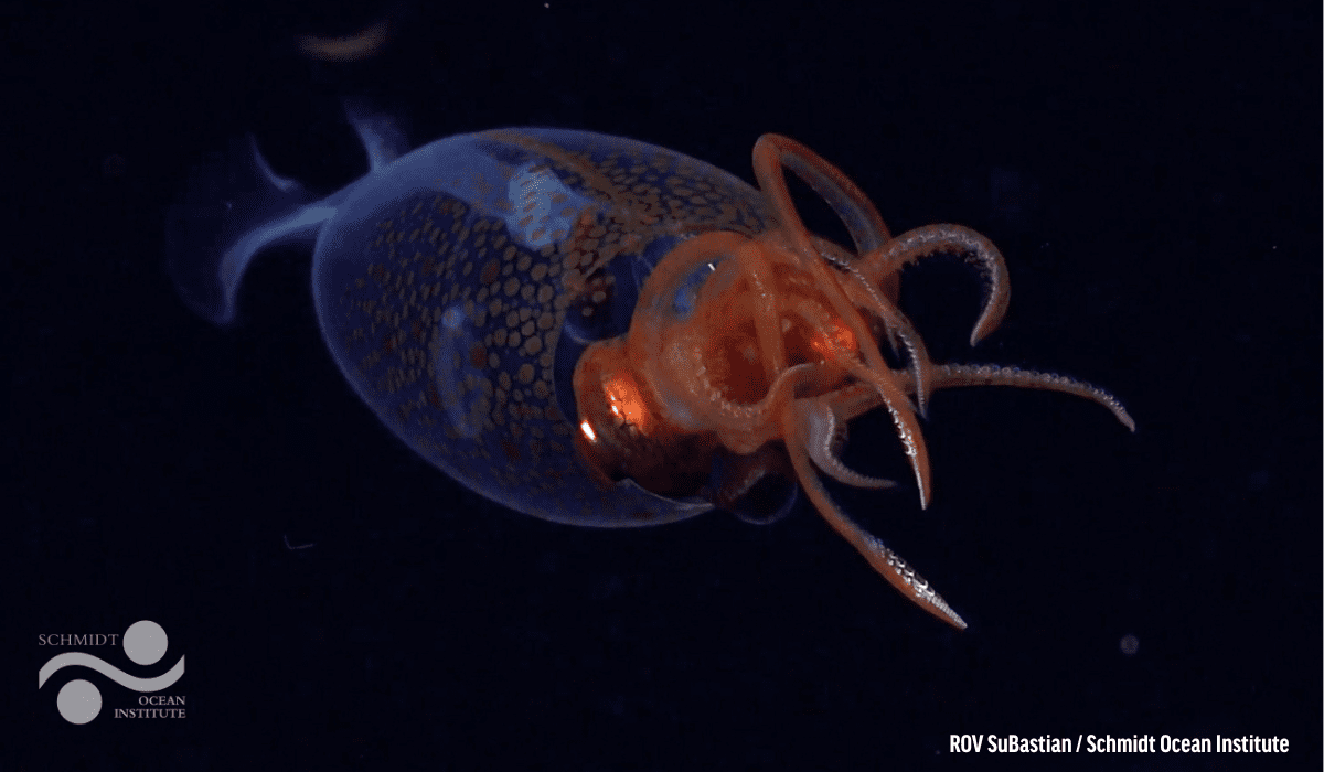 Colossal squids lurk the ocean floors