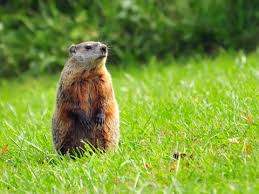 Groundhog Phil predicts the weather