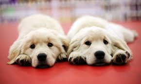 The ethics of pet cloning